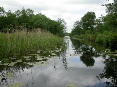 cockshootbroad